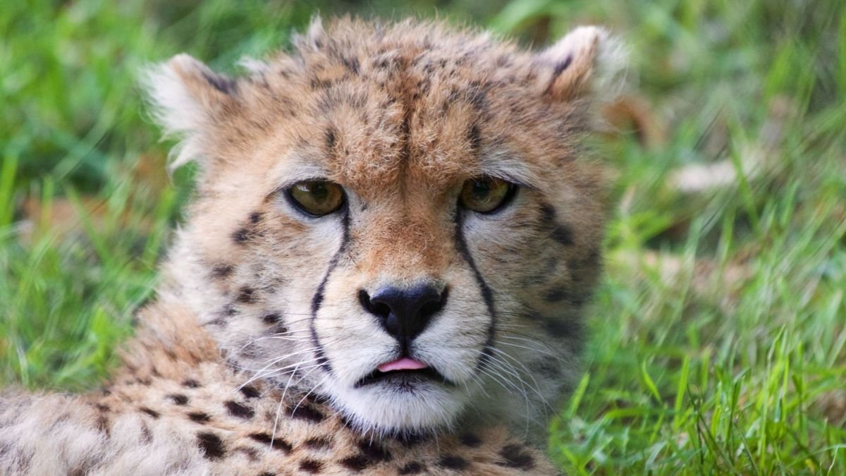 A cheetah at Kuno National Park, where India's Project Cheetah reintroduction programme is being implemented.