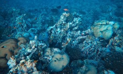 Underwater view of a coral reef with fish, living corals and damaged reef structures on the ocean floor.