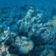 Underwater view of a coral reef with fish, living corals and damaged reef structures on the ocean floor.