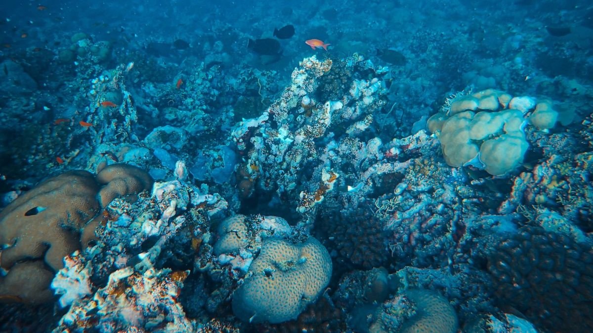 Underwater view of a coral reef with fish, living corals and damaged reef structures on the ocean floor.