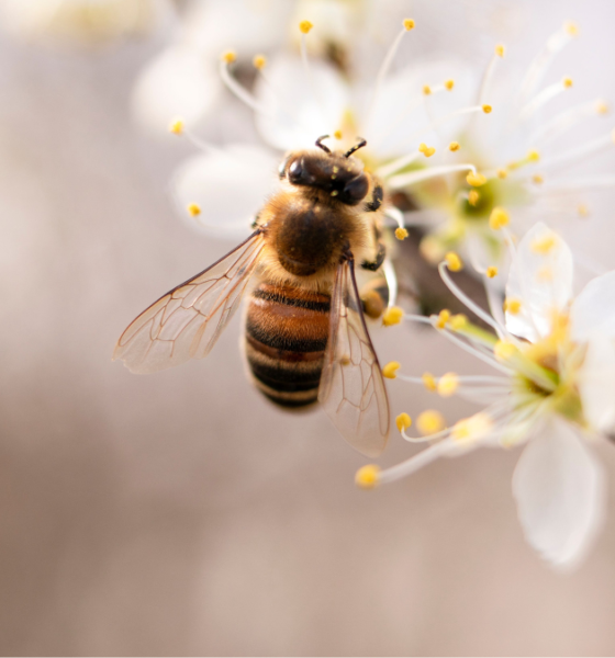 A honeybee perched on a white flower, collecting pollen from its yellow stamens.
