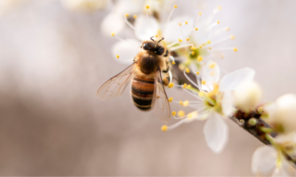 A honeybee perched on a white flower, collecting pollen from its yellow stamens.
