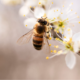A honeybee perched on a white flower, collecting pollen from its yellow stamens.