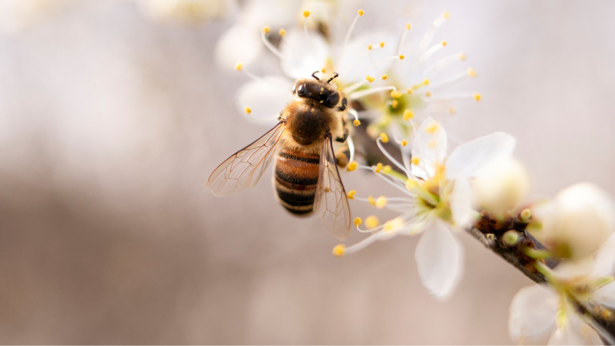 A honeybee perched on a white flower, collecting pollen from its yellow stamens.