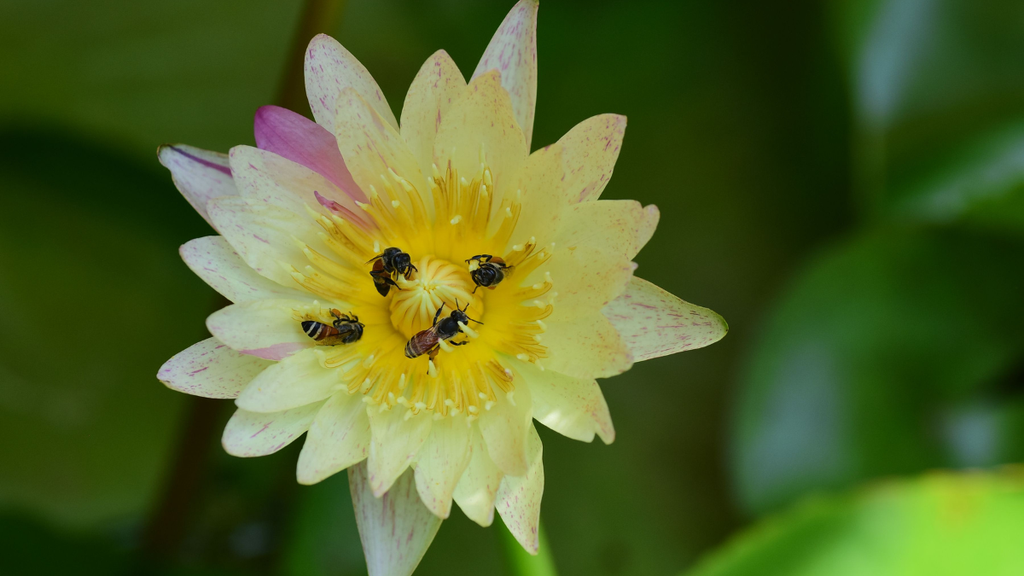 Heatwaves
bees
fertility
