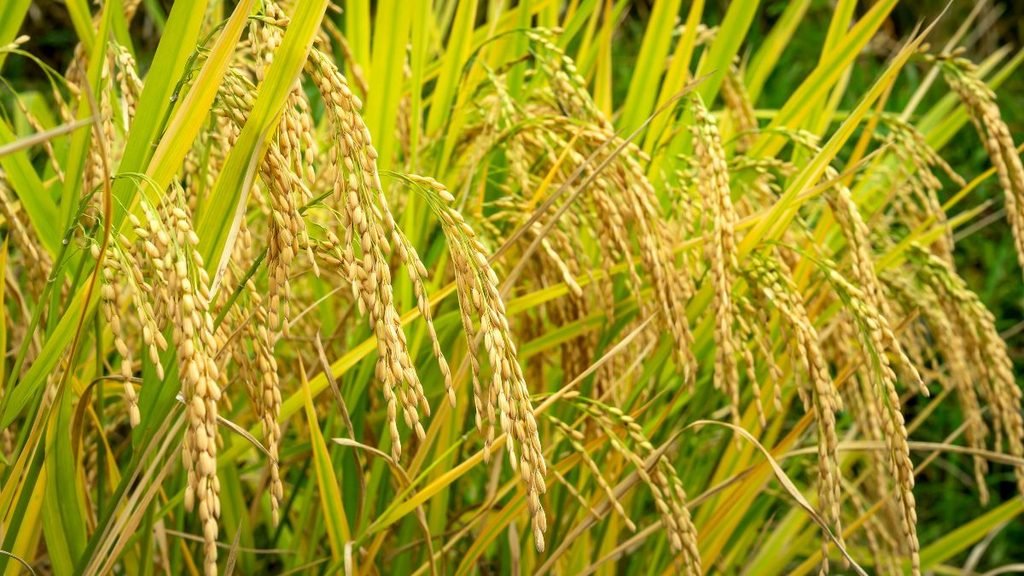 Ripening paddy in a field as India records its driest monsoon in 11 years.