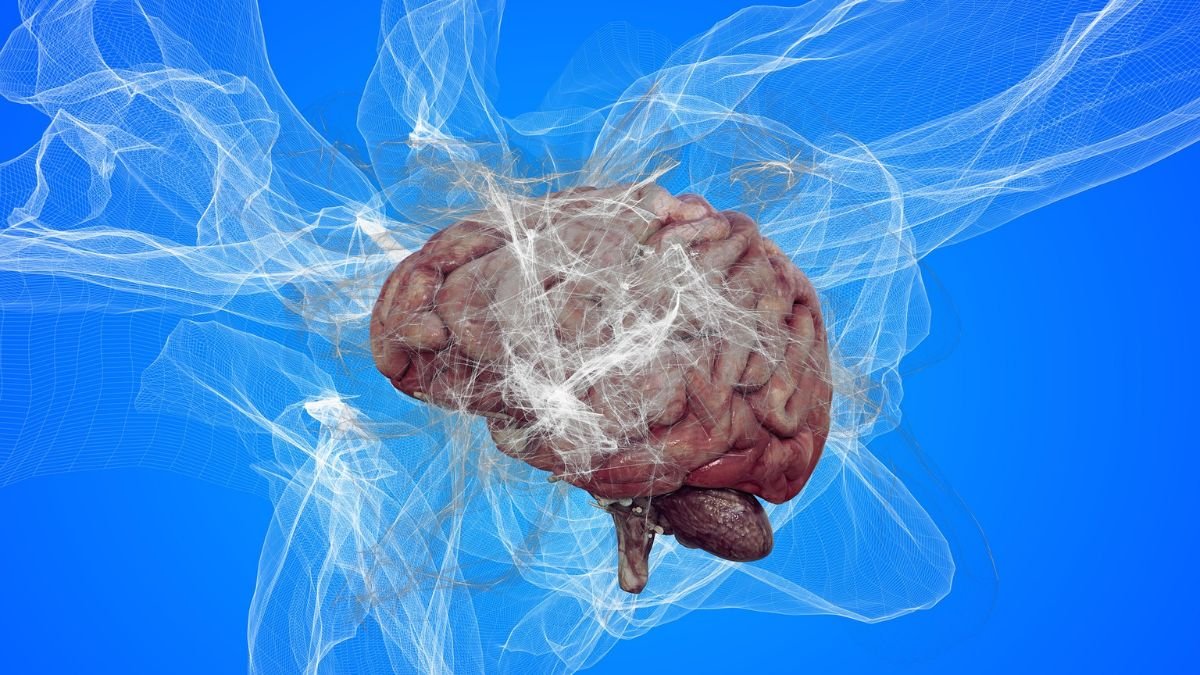 Human brain surrounded by abstract white neural structures, illustrating research into the separate developmental origins of brain cells.