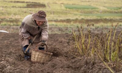 A farmer harvests potatoes by hand in a field, with rows of dry and withered potato plants visible nearby.