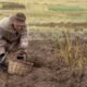 A farmer harvests potatoes by hand in a field, with rows of dry and withered potato plants visible nearby.