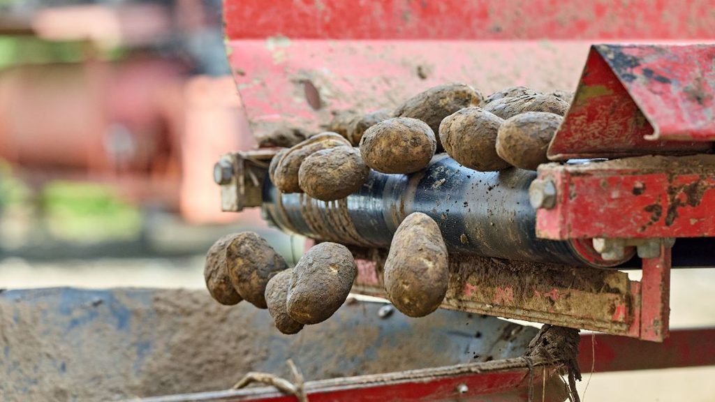 Potatoes moving along a harvesting machine conveyor during a mechanical harvest.