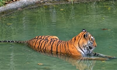 Tigress T138 resting in water before her translocation from Bihar’s Valmiki Tiger Reserve to West Bengal’s Buxa Tiger Reserve.