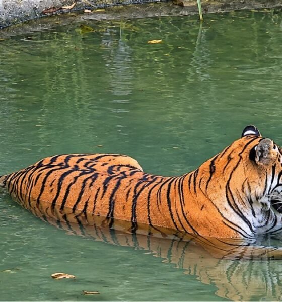Tigress T138 resting in water before her translocation from Bihar’s Valmiki Tiger Reserve to West Bengal’s Buxa Tiger Reserve.