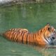 Tigress T138 resting in water before her translocation from Bihar’s Valmiki Tiger Reserve to West Bengal’s Buxa Tiger Reserve.