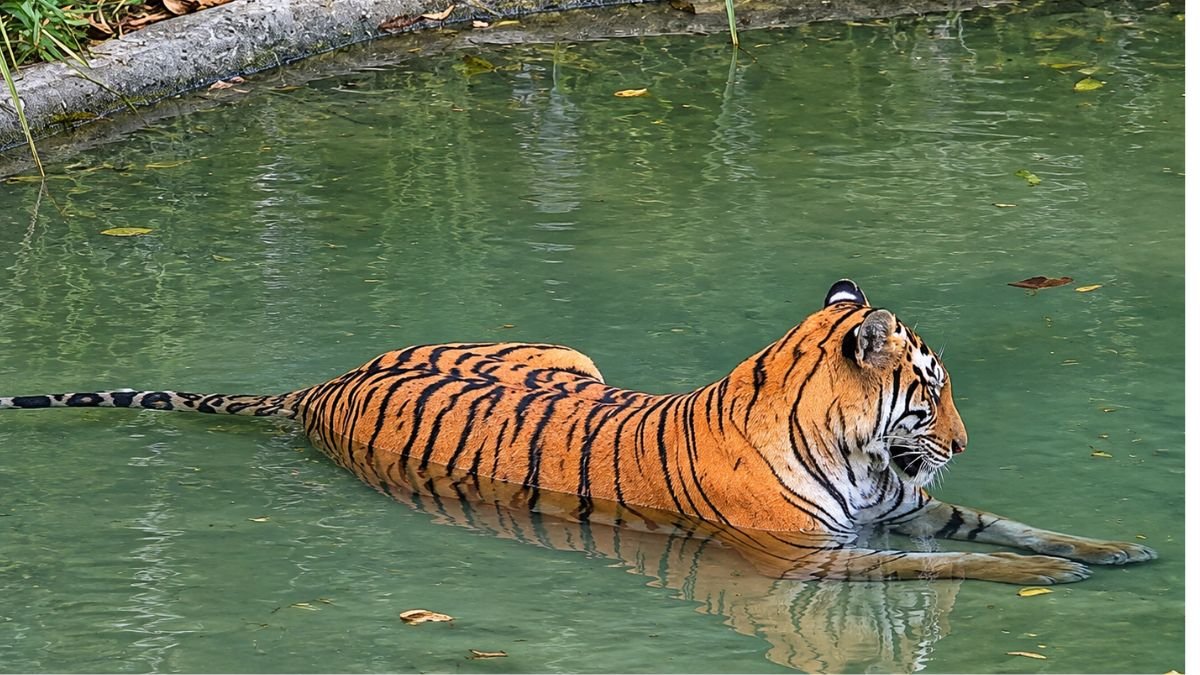 Tigress T138 resting in water before her translocation from Bihar’s Valmiki Tiger Reserve to West Bengal’s Buxa Tiger Reserve.