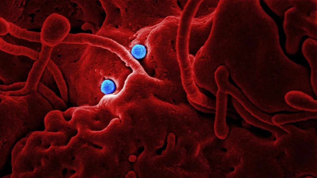 Microscopic illustration of immune cells against a red cellular background, representing research into immune ageing and blood protein signatures.