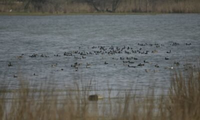 Birds Gather at Sukhna Wetland, Chandigarh