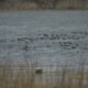 Birds Gather at Sukhna Wetland, Chandigarh