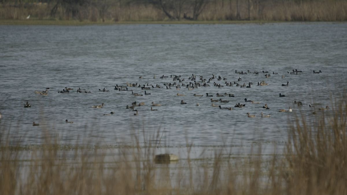Birds Gather at Sukhna Wetland, Chandigarh