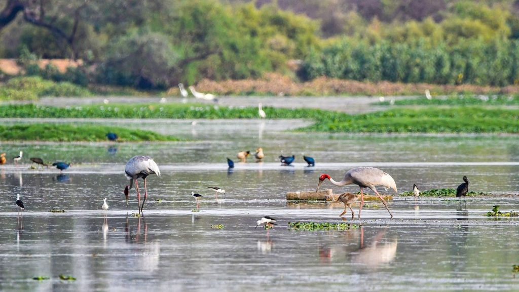 Waterbirds, including two red-crowned wading birds, forage in the shallow waters of a wetland surrounded by green vegetation.