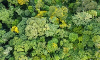 Aerial view of a dense forest canopy with diverse green foliage and scattered yellow-flowering trees.