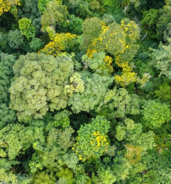 Aerial view of a dense forest canopy with diverse green foliage and scattered yellow-flowering trees.