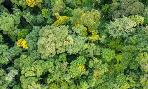 Aerial view of a dense forest canopy with diverse green foliage and scattered yellow-flowering trees.