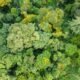 Aerial view of a dense forest canopy with diverse green foliage and scattered yellow-flowering trees.