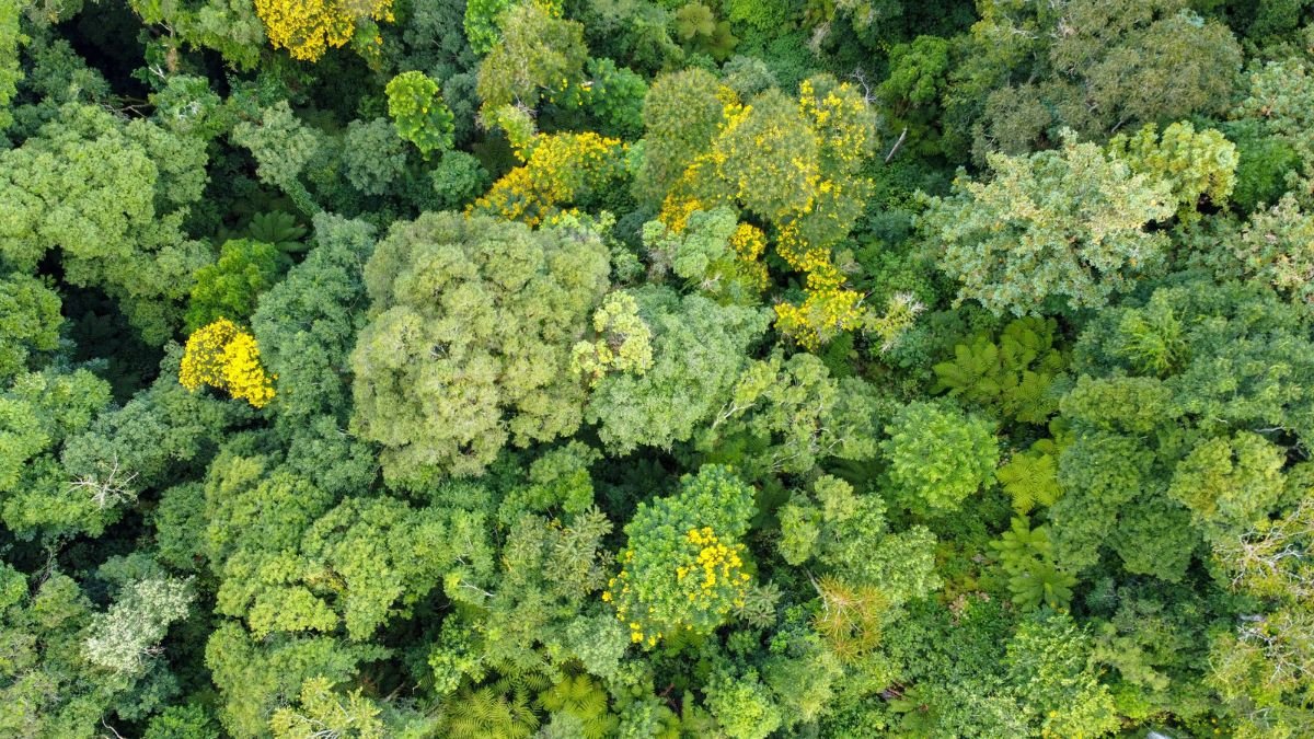 Aerial view of a dense forest canopy with diverse green foliage and scattered yellow-flowering trees.