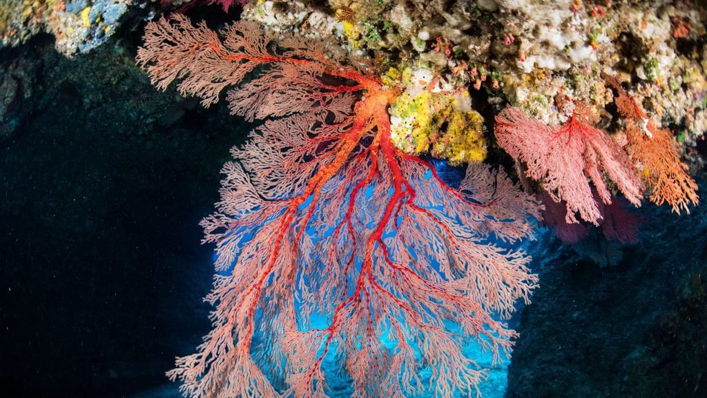 COP 17: Red and pink sea fans branching across a rocky underwater reef, illustrating the marine ecosystems targeted by global biodiversity conservation efforts.