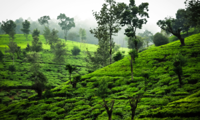 Lush green vegetation and tall trees cover rolling hills in a misty landscape.
