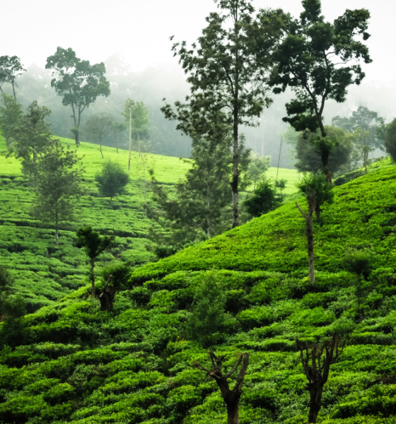 Lush green vegetation and tall trees cover rolling hills in a misty landscape.