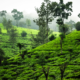 Lush green vegetation and tall trees cover rolling hills in a misty landscape.