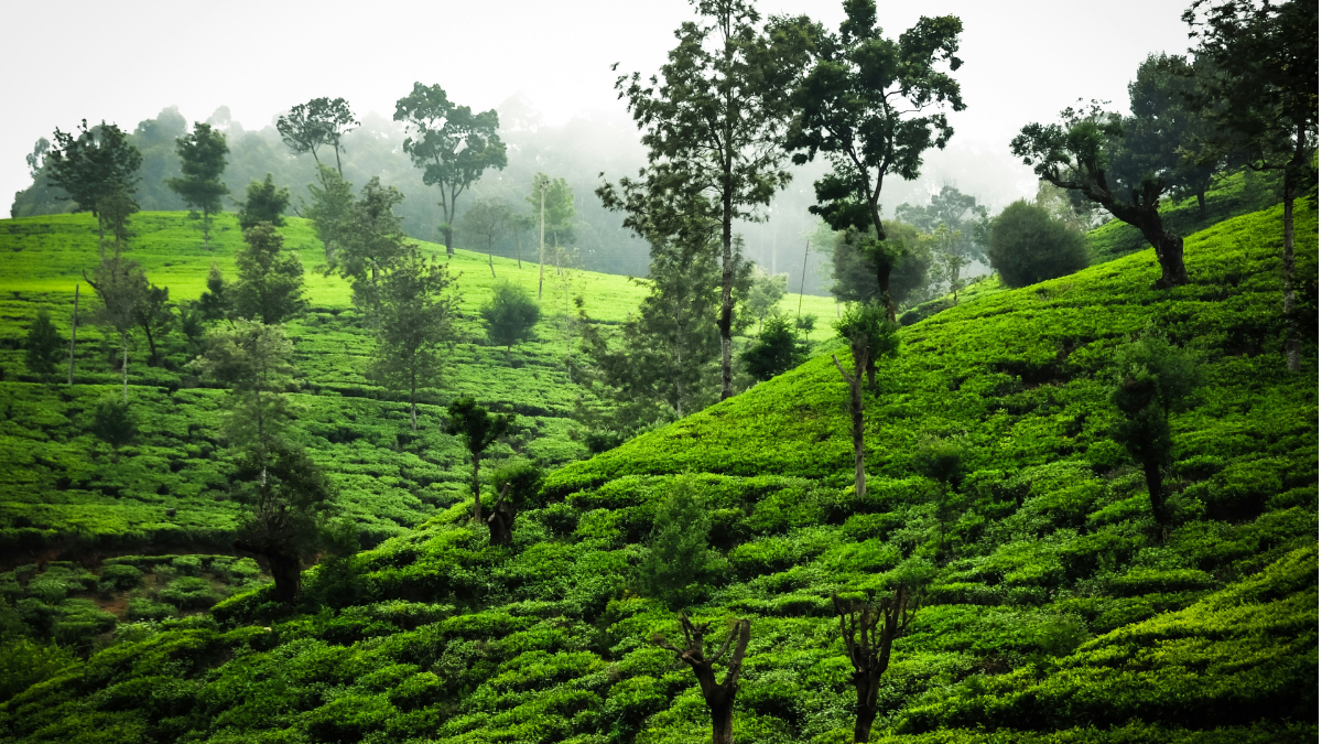Lush green vegetation and tall trees cover rolling hills in a misty landscape.