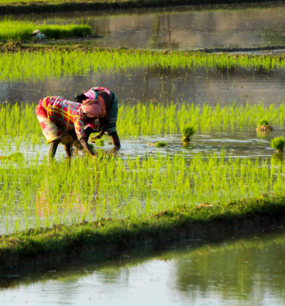 Farmers transplanting young rice seedlings in a flooded paddy field.