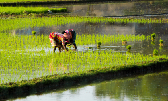 Farmers transplanting young rice seedlings in a flooded paddy field.