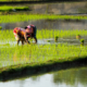 Farmers transplanting young rice seedlings in a flooded paddy field.