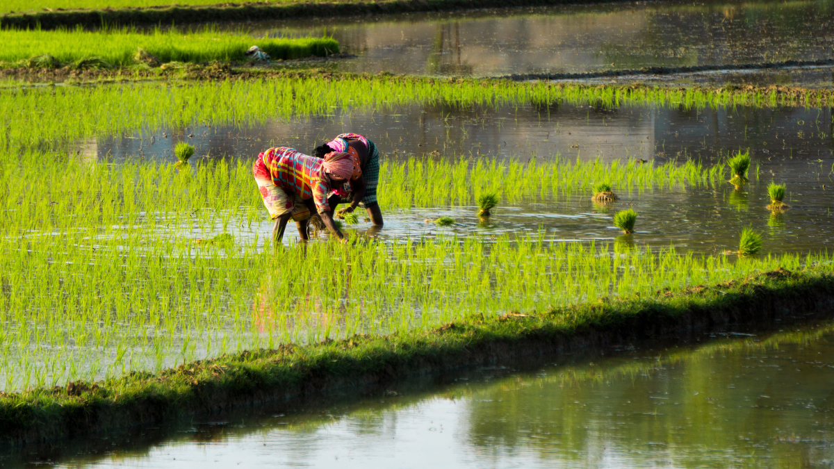Farmers transplanting young rice seedlings in a flooded paddy field.
