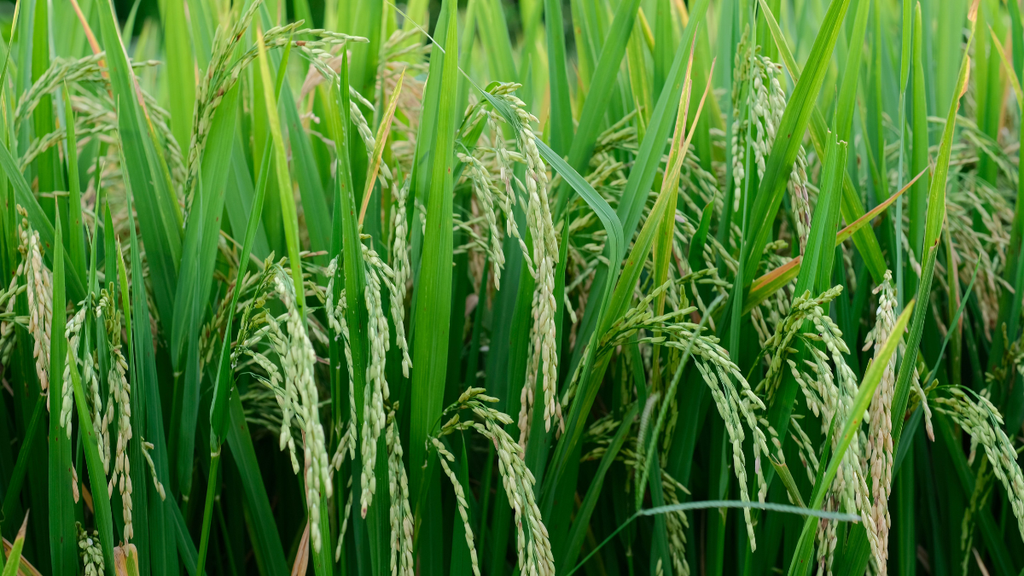 climate
kashmir
crop
farmers
