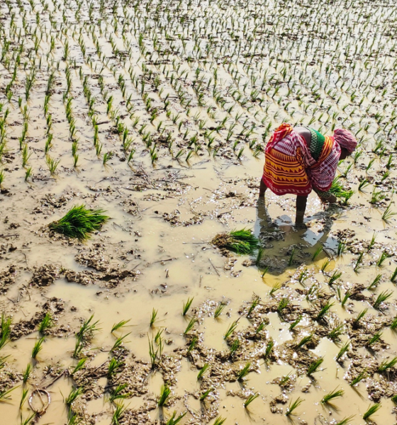 Farmer working in a waterlogged rice field with rows of young rice seedlings.