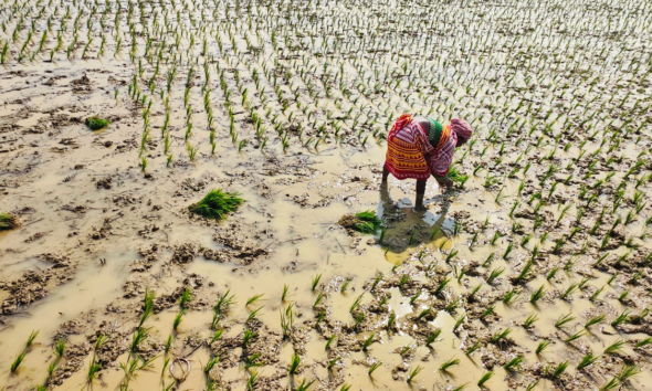Farmer working in a waterlogged rice field with rows of young rice seedlings.