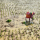 Farmer working in a waterlogged rice field with rows of young rice seedlings.