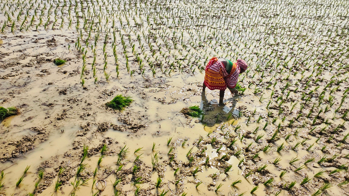 Farmer working in a waterlogged rice field with rows of young rice seedlings.