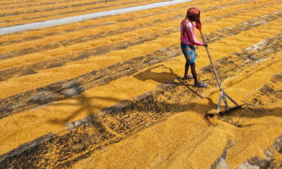 A woman worker spreads and levels harvested grain in an open field under direct sunlight.