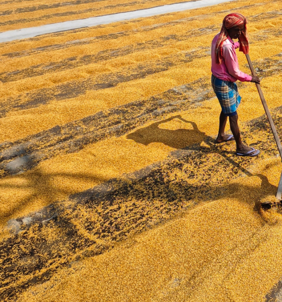 A woman worker spreads and levels harvested grain in an open field under direct sunlight.