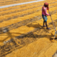 A woman worker spreads and levels harvested grain in an open field under direct sunlight.