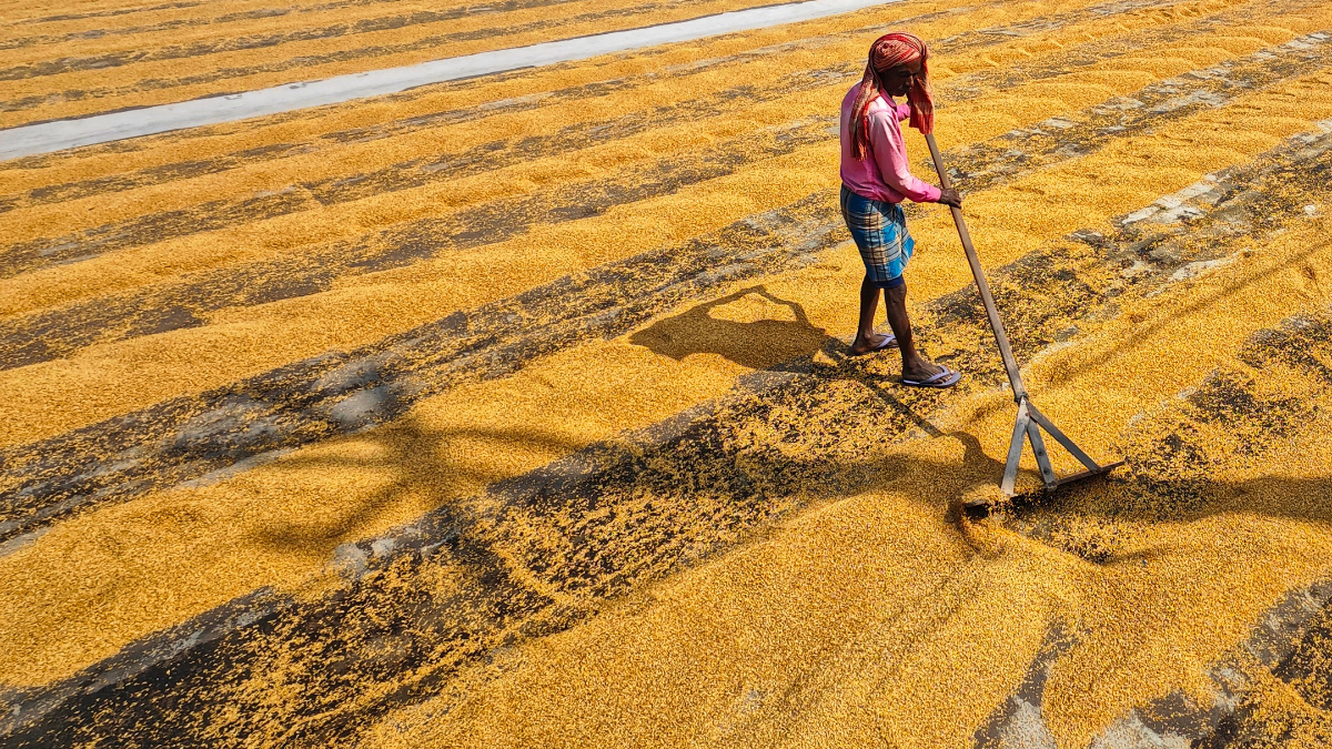 A woman worker spreads and levels harvested grain in an open field under direct sunlight.