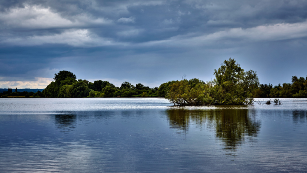restoration
ecosystem

