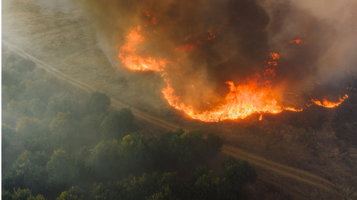 Wildfire burning through dry vegetation and shrubs, producing thick smoke across a forest landscape.