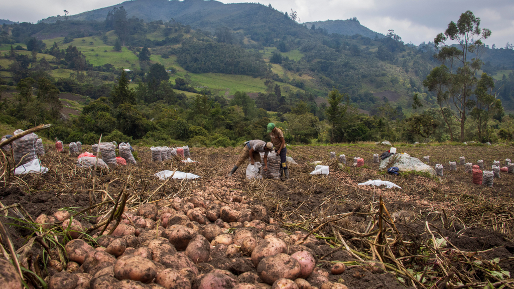 tomato harvesting is becoming difficult as climate change is effecting agriculture

