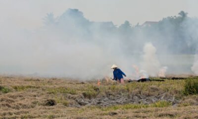 A farmer burns crop residue in a harvested agricultural field as thick smoke rises into the air.